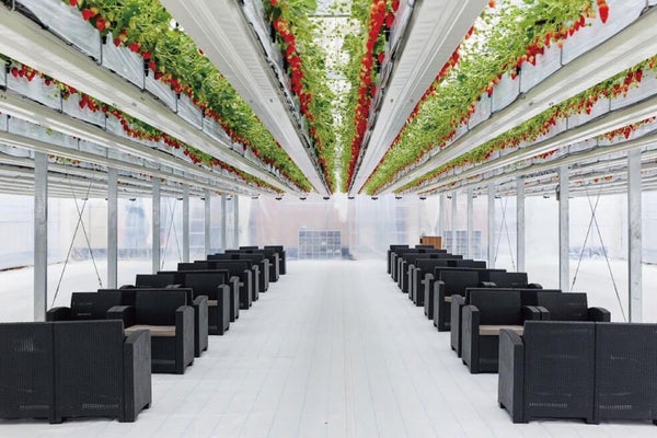 <兵庫>丹波篠山 本格ボタン鍋&宙に浮かぶいちご狩り体験 どっさり2㎏のお土産付【垂水・名谷・西鈴蘭台出発】2